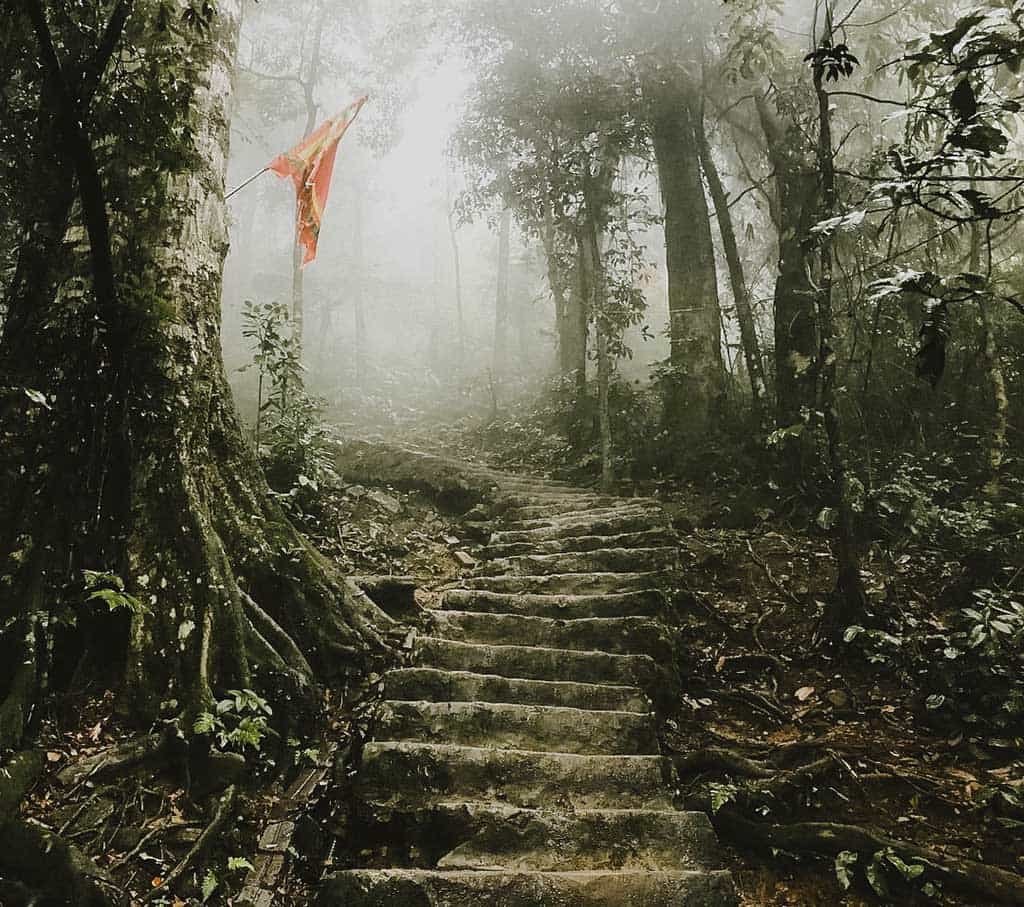 Misty forest in Ba Vi Mountain, showcasing the enchanting beauty and serene atmosphere of Vietnam.