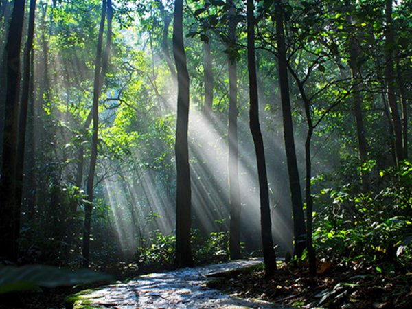 Sunshine filtering through the trees in Ba Vi Mountain forest, showcasing Vietnam's natural beauty.