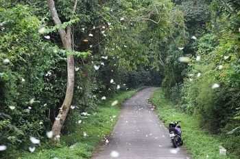 Path filled with flying white butterflies in Cuc Phuong National Park, showcasing the park's enchanting beauty.