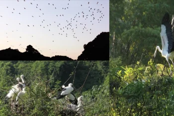Various bird species at Thung Nham, showcasing the rich biodiversity and natural beauty of Vietnam.
